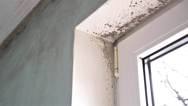 Best Commercial Mold Inspection  in Green Level, NC