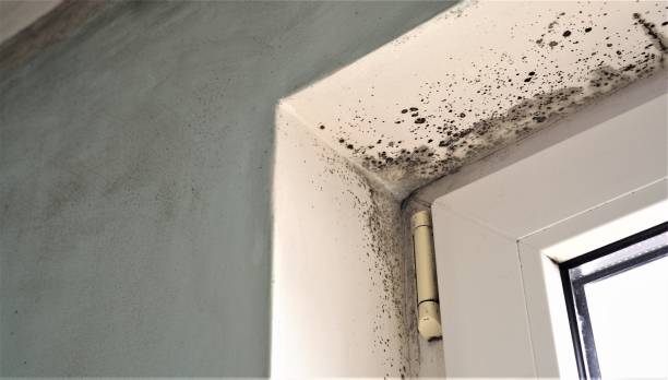 Professional Mold Removal in Green Level, NC