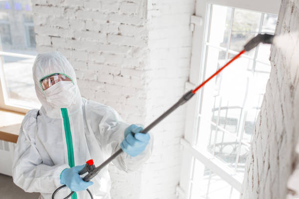 Best Mold Damage Restoration  in Green Level, NC