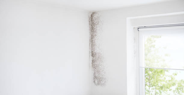 Best Mold-Related Health Consultation  in Green Level, NC